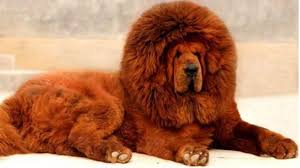 Bildresultat för animales