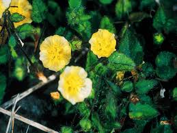 Image result for Sida veronicifolia