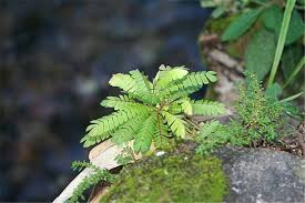 Image result for Biophytum crassipes