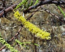 Image result for Elephantorrhiza suffruticosa