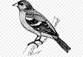Gambar burung cililinformat png svg burung merak imej ikon svg percuma svg silh . Burung Finch Gambar Gambar Png