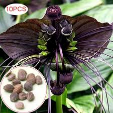 Compare with other plant seeds. 10 Pcs Set Funny Rare Black Bat Tacca Chantrieri Whiskers Flower Seeds Garden Plants Decoration Buy At A Low Prices On Joom E Commerce Platform