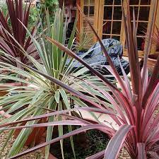 Cordyline