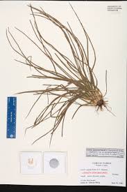 Image result for Isoetes alstonii