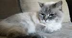 Shortest (and Longest) Living Cat Breeds – 24/7 Wall St.
