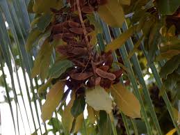 Image result for Terminalia superba