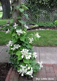 Our Little Acre Garden Bloggers Bloom Day June 2010 Trellis Plants Climbing Hydrangea Vine Climbing Hydrangea