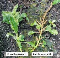 Plants with mature seeds should be bagged before being removed and destroyed. Look Out For Purple Amaranth A New Pigweed Vegetable Growers News