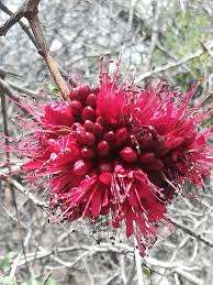 Image result for Schotia capitata