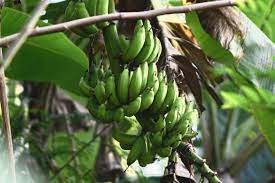 What's a japanese fiber banana good for? Japanese Banana Plant Care Growing Guide