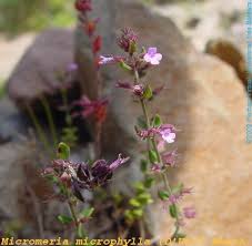 Image result for Micromeria