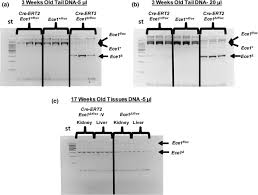 Ert2 2 7 19 διακαναλική συνέντευξη τύπου. Spontaneous Recombinase Activity Of Cre Ert2 In Vivo Springerlink