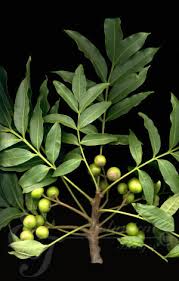 Image result for Ekebergia