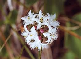 Image result for Menyanthaceae