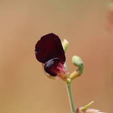 Image result for Macroptilium atropurpureum