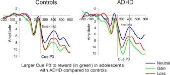 an electrophysiological investigation of reinforcement