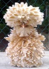 Golden laced buff laced polish chicken. Buff Laced Bantam Polish Eggs Frizzle Smooth 6 Gallinas De Traspatio Aves De Corral Y Razas De Pollos