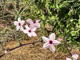 Image result for Otomeria