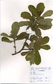 Image result for Pavetta gerstneri