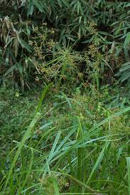 Image result for Rhynchospora corymbosa