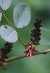 Image result for Indigofera subulifera