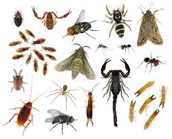 We issue them for paintings, prints, sculptures and other attempts at creativity. The Cheapest Way To Earn Your Free Ticket To Pest Control Services Sydney Pest Control Services Pests Pest Control