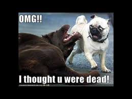 In a world older and more complete than ours, they move finished and complete, gifted with extensions of the. Funny Animals Saying Funny Stuff Go Gallery