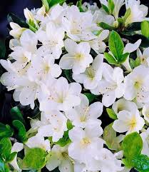 Von brillantem, schönem pink bis zu leuchtenden pfirsichfarben oder samtenen lavendeltönen erstrahlen die blüten in den. Durchbluhende Azalee Bloom Champion Weiss Baldur Garten