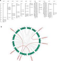 Novel genes and alleles of the BTB/POZ protein family in Oryza rufipogon |  Scientific Reports
