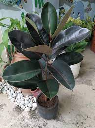 Check out our rubber black prince plant selection for the very best in unique or custom, handmade pieces from our shops. Black Prince Rubber Tree Ficus Elastica Furniture Home Living Gardening Plants Seeds On Carousell