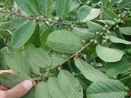 Image result for Bridelia