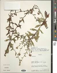 Image result for Ethulia vernonioides