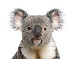 Koala bear animals without hair. Koalas Facts About Iconic Marsupials Live Science