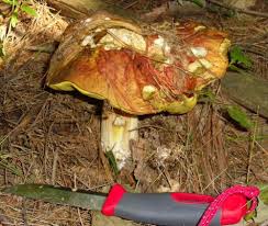 Image result for Boletus variipes