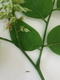 Image result for Crudia