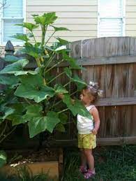 Zucchini needs 6 or more hours of sun each day for maximum growth. Growing Squash And Zucchini Plants Vertically Zucchini Plants Plants Growing Squash