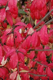 Fire Ball Burning Bush Euonymus Alatus Select In