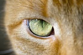 This allows the cat's eyes to adjust to light changes rapidly. 4 Cool Facts About Cat Eyes Catster
