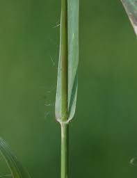 Image result for Setaria parviflora