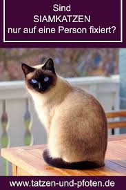 Siamkatzen sind wunderschöne, freundliche und personenbezogene katzen see more of siamkatze on facebook. Sind Siamkatzen Nur Auf Eine Person Fixiert Siam Katzchen Siamkatze Katzen