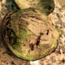 Image result for Avocado Dark 1969 Hotpoint
