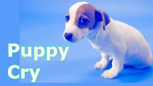 Puppy Crying Sound Dog Crying Sound Effect To Stimulate Your Dog Youtube
