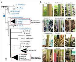 Image result for Humularia minima