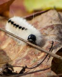 Black And Red Spiky Caterpillar California Myth Busting The Hickory Tussock Moth Caterpillar Metro Parks Central Ohio Park System