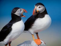 Black And White Bird With Long Orange Beak In Scotland Dangerous Of Wild Animals Puffin