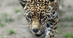 Covering an area of 2.12 million square miles, amazon rainforest is the largest tropical rainforest on earth. Animals Of The Amazon Rainforest