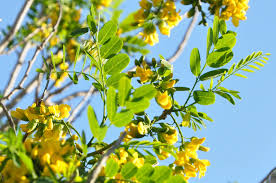 Image result for Calpurnia aurea