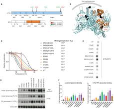 double pik3ca mutations in cis increase oncogenicity and