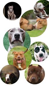 You'll easily find tan and white, tan with a dark muzzle, tan with a red nose, and tan with a black nose. Pitbull Colors Rare Uncommon Colors Of Pitbulls