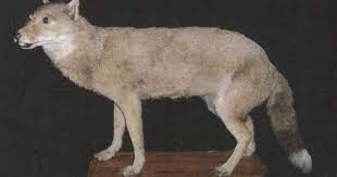 Rare Extinct Creatures Warrah Or Falkland Islands Wolf Extinct Animals Animals London Zoo